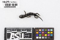 Ambystoma opacum image