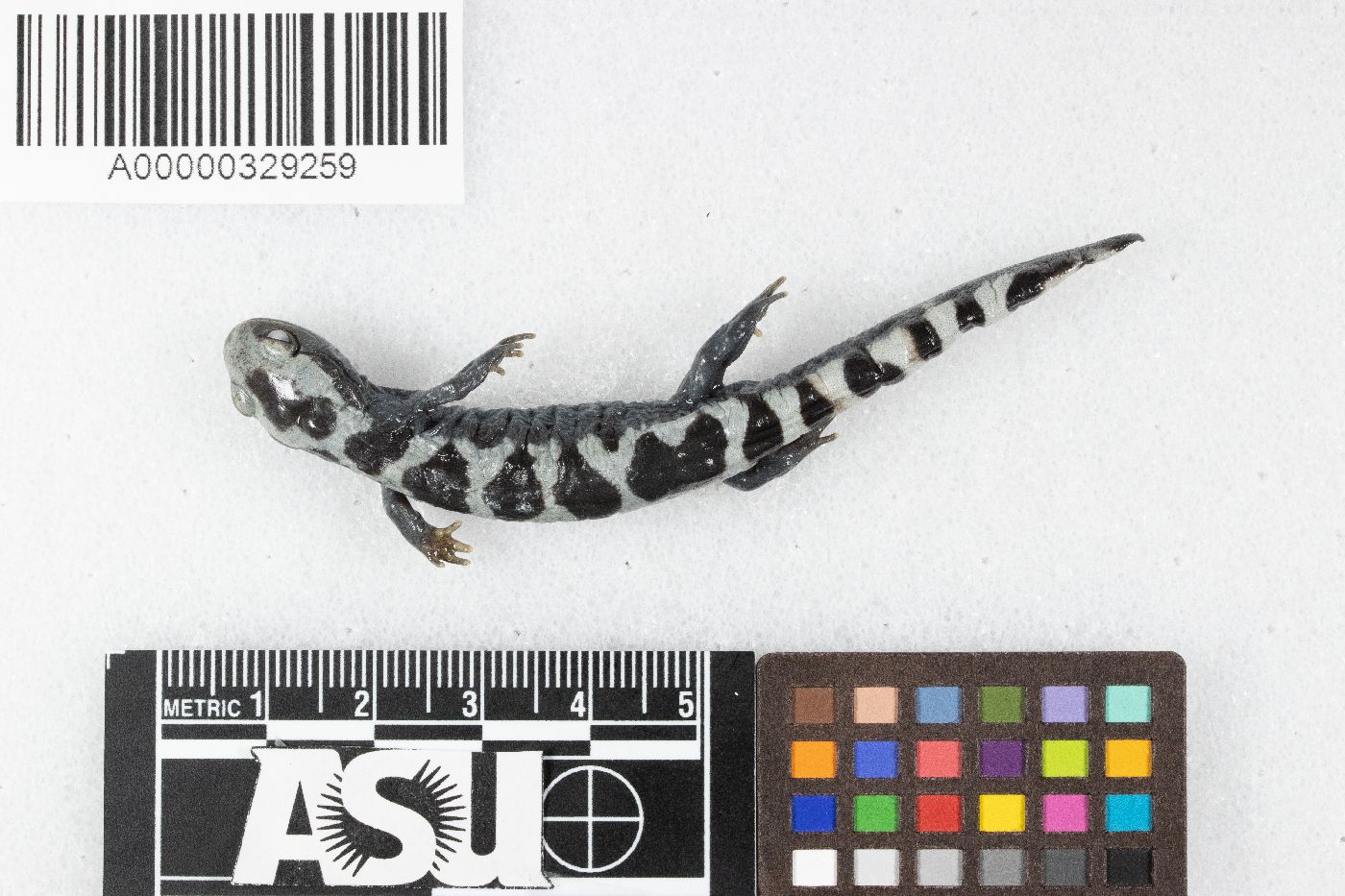 Ambystoma opacum image