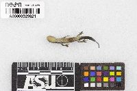 Ambystoma laterale image