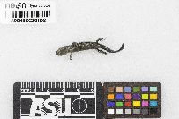 Ambystoma laterale image