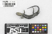 Ambystoma laterale image