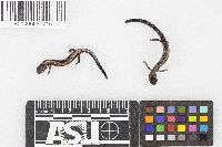 Plethodon cinereus image