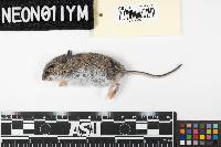 Peromyscus maniculatus image