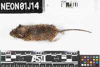 Peromyscus leucopus image