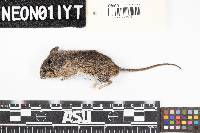 Peromyscus leucopus image