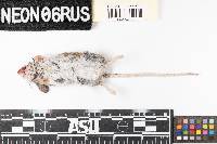 Peromyscus maniculatus image