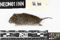 Microtus pennsylvanicus image