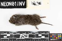 Microtus pennsylvanicus image