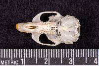 Microtus pennsylvanicus image
