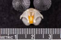 Microtus pennsylvanicus image