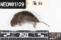 Microtus pennsylvanicus image