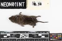 Microtus pennsylvanicus image