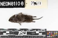 Microtus pennsylvanicus image