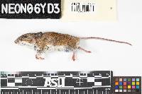 Peromyscus leucopus image