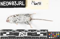 Peromyscus leucopus image