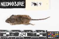 Peromyscus leucopus image