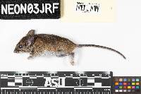 Peromyscus leucopus image