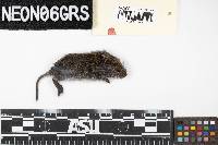 Microtus pennsylvanicus image