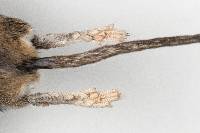 Peromyscus gossypinus image
