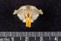 Lemmus trimucronatus image