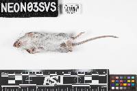 Peromyscus leucopus image