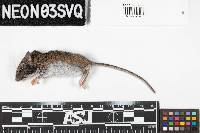 Peromyscus leucopus image