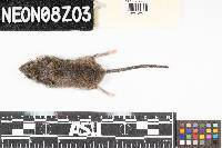 Peromyscus leucopus image