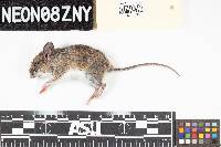 Peromyscus leucopus image