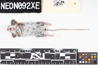 Peromyscus maniculatus image