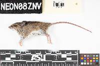 Peromyscus leucopus image