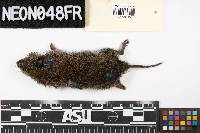 Microtus pennsylvanicus image