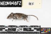 Peromyscus maniculatus image