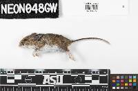 Peromyscus maniculatus image