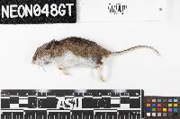 Peromyscus maniculatus image