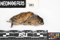 Lemmus sibiricus image
