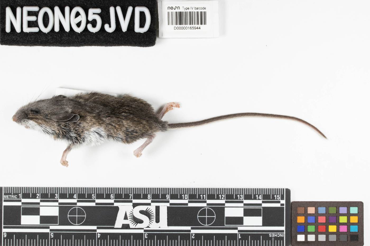 Peromyscus keeni image