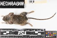 Peromyscus truei image