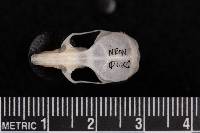 Reithrodontomys fulvescens image