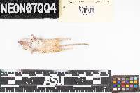 Perognathus flavus image