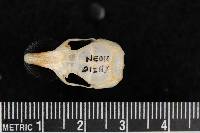Chaetodipus penicillatus image