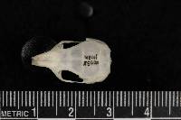 Chaetodipus penicillatus image