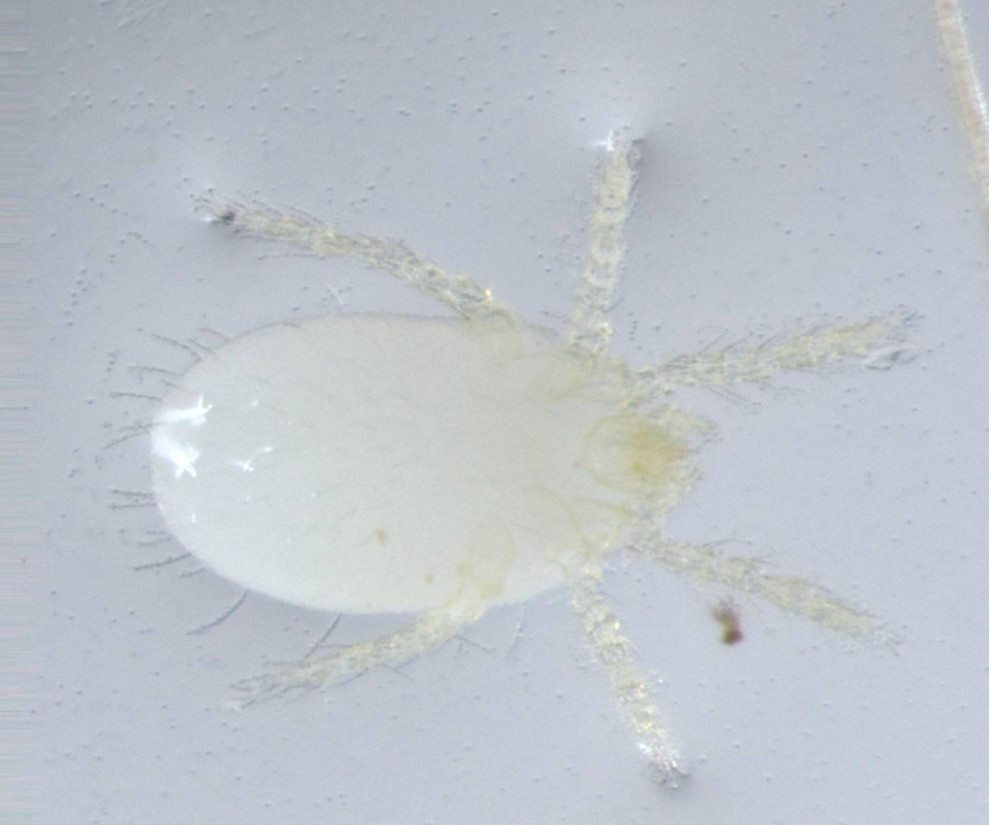 Arachnida image