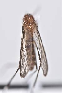 Aedes mediovittatus image