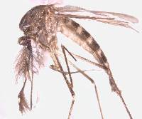 Aedes vexans image