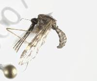 Image of Anopheles punctipennis