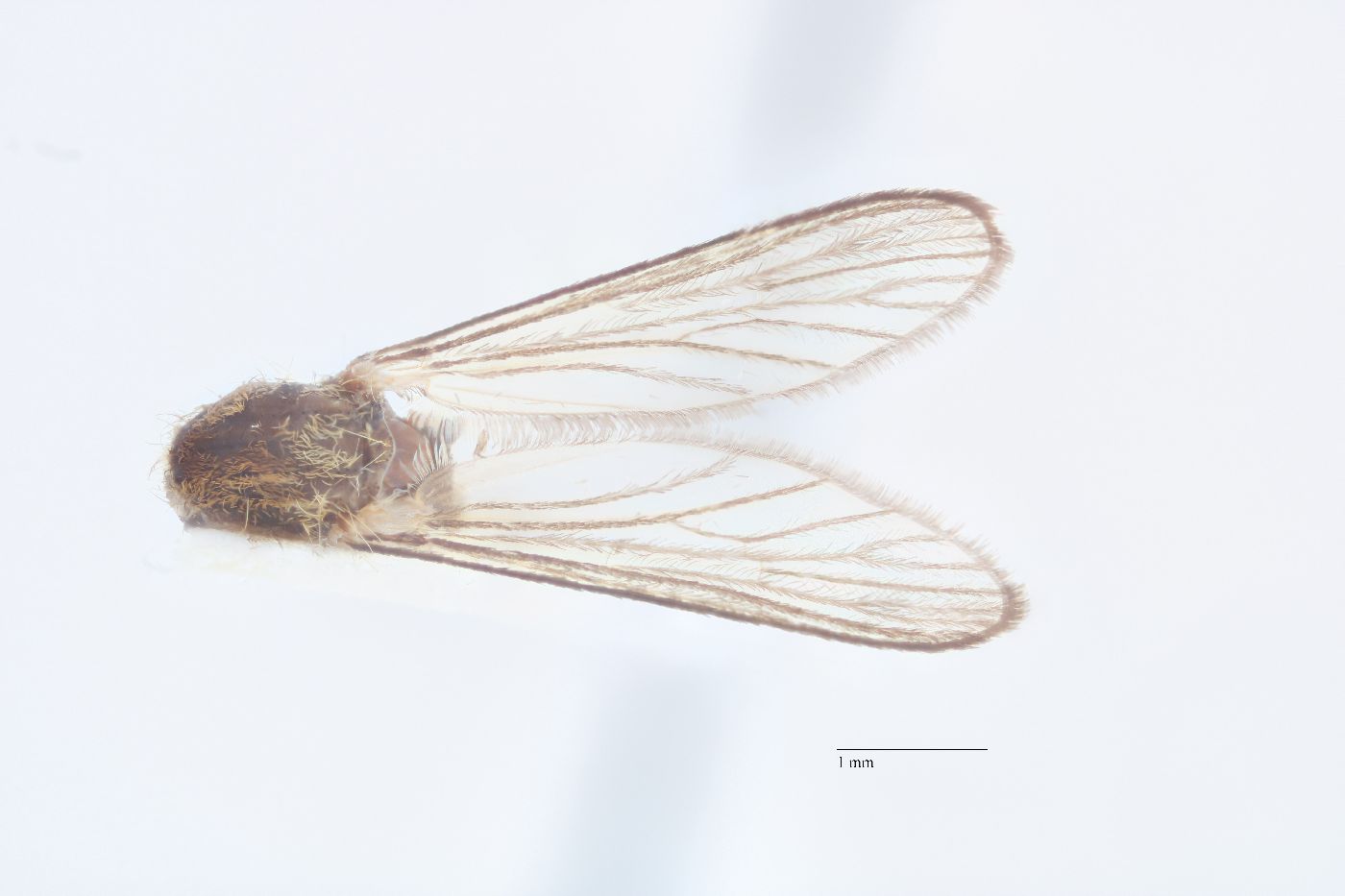 Aedes abserratus image