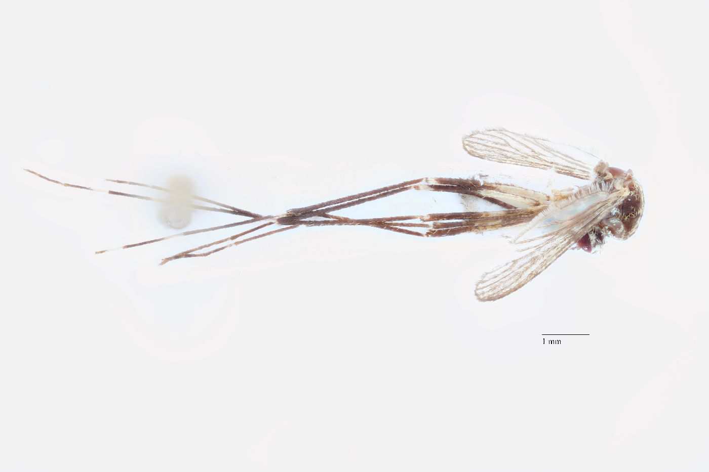 Aedes japonicus image