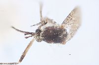 Aedes grossbecki image