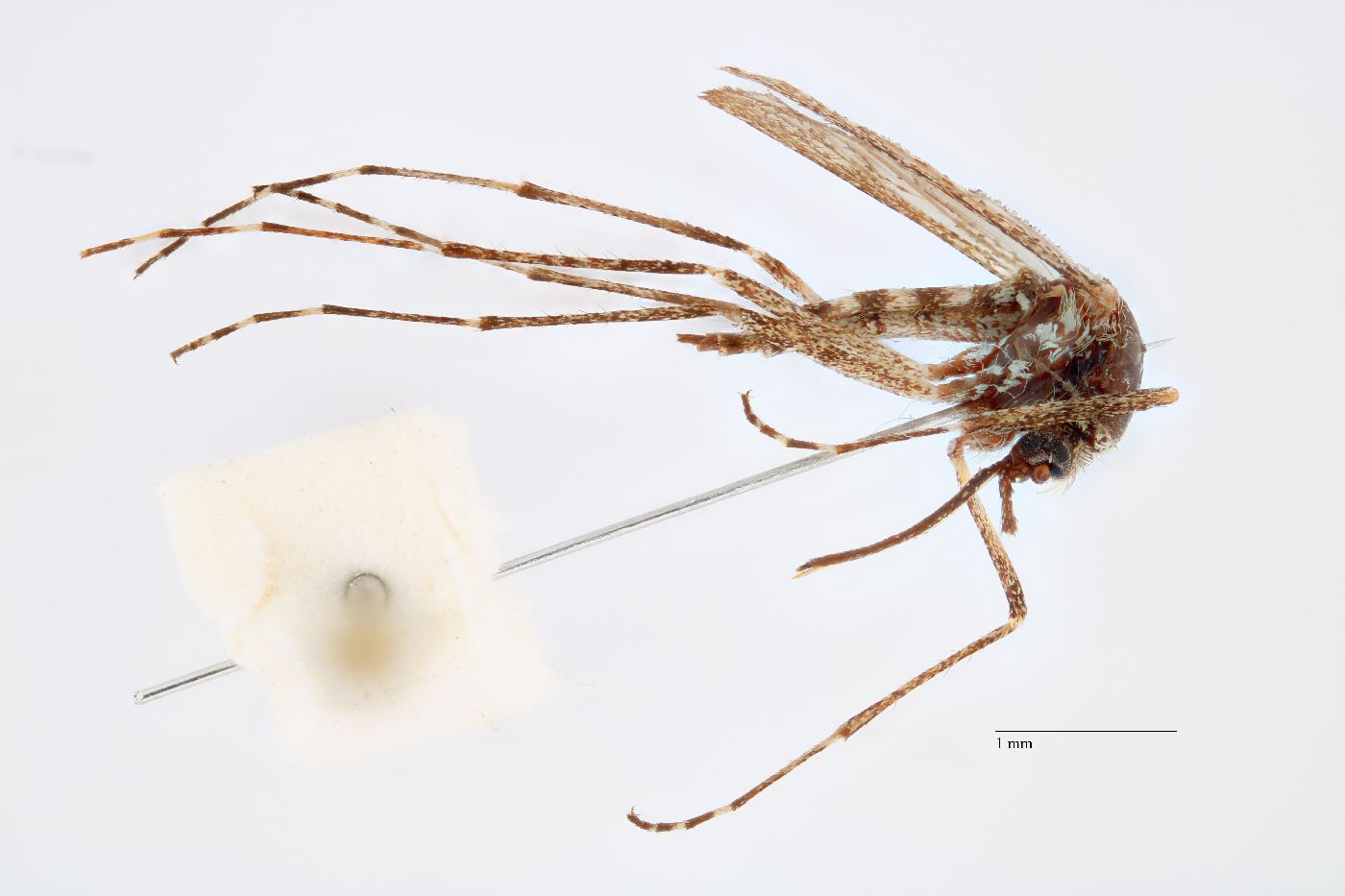 Aedes grossbecki image