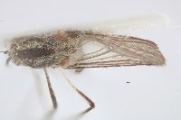 Aedes trivittatus image